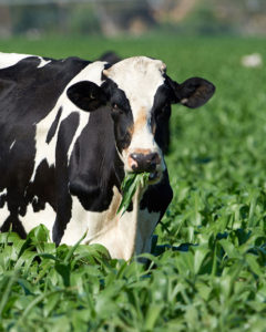 Cow grazing in a pasture