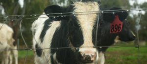 A calf behind a fence